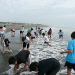 恒例のヒラガイの赤ちゃん集め